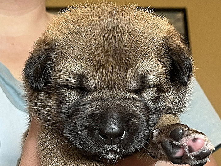 chinook puppy